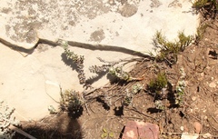Senecio pauciflosculosus