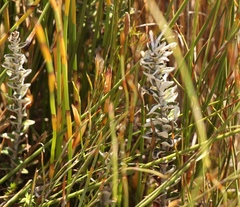 Senecio pauciflosculosus