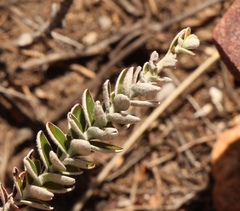 Senecio pauciflosculosus