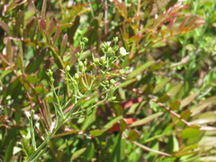 Thesium divaricatum