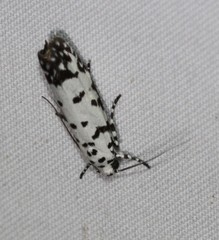 Ethmia postica