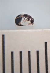 Sclerodermus niveifemur