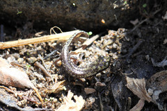 Hydromantes platycephalus