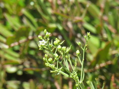Thesium divaricatum