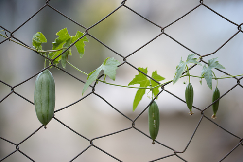 Image of Melothria Cucumis (Melothria cucumis) by no rights reserved