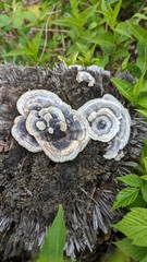 Trametes versicolor image