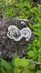 Trametes versicolor image