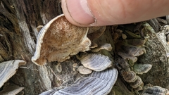 Trametes versicolor image