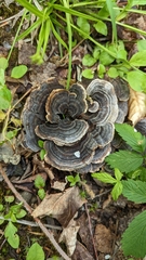 Trametes versicolor image