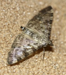 Dysallacta negatalis