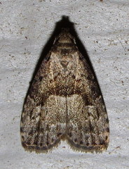 Hypenodes franclemonti
