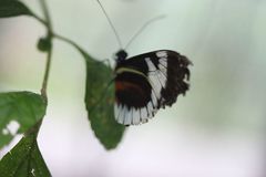 Heliconius cydno alithea