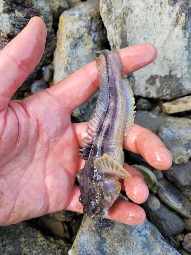 Toadfishes