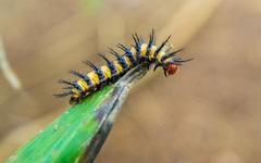 Acraea zetes