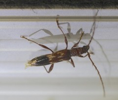 Coptocercus aberrans