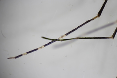 Aedes canadensis