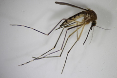 Aedes canadensis