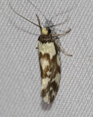 Lactura cristata