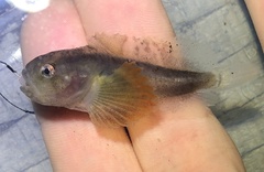 Soft Sculpin photo 2