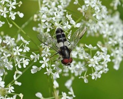 Leucozona laternaria