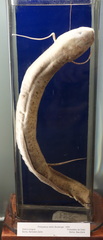 Slender Lungfish photo 3