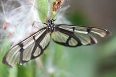 Methona confusa psamathe