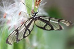 Methona confusa psamathe