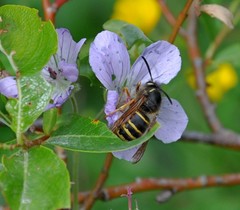 Dolichovespula norwegica