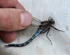 Aeshna caerulea