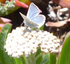 Icaricia icarioides parapheres