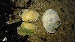 Ruditapes decussatus