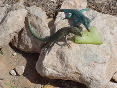 Podarcis pityusensis formenterae