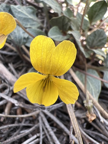 Charleston Mountain violet (Viola charlestonensis)