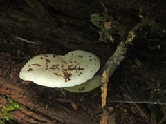 Ossicaulis lignatilis image
