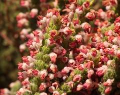Erica nervata