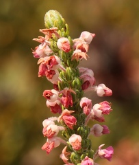 Erica nervata