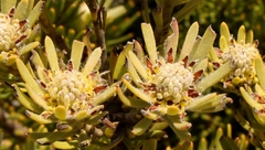 Leucadendron dregei
