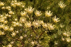 Leucadendron dregei