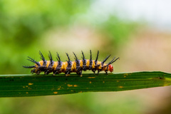 Acraea zetes