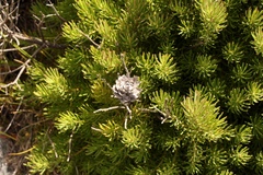 Leucadendron dregei