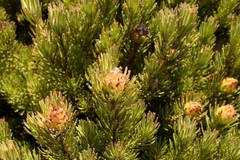 Leucadendron dregei