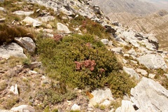 Protea venusta