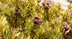 Protea venusta