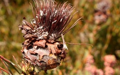 Protea venusta