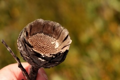 Protea venusta