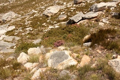Protea venusta
