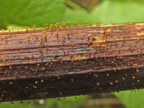 Helotium dearnessii image