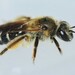 Andrena platyparia - Photo (c) Riley Walsh,  זכויות יוצרים חלקיות (CC BY-NC), הועלה על ידי Riley Walsh