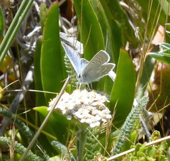 Icaricia icarioides parapheres