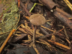 Melanophyllum haematospermum image